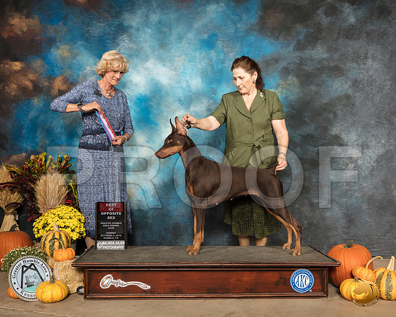 Doberman Pinscher #12 Sun BOS Patti Neale__SR_0192_Humble2019-HR3