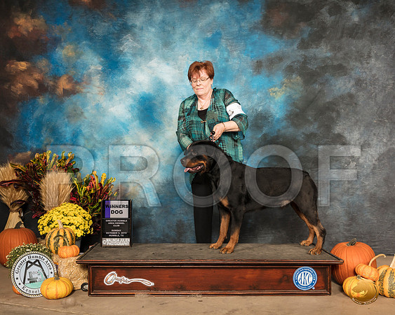 Rottweiler #5 Sun WD__SR_0131_Humble2019-HR3