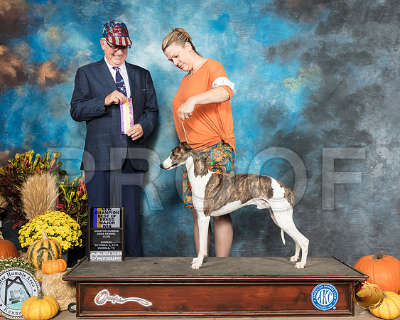 Whippet #17 Sun BOB Maj NCh Judge Johnny Shoemaker__SR_0212_Humble2019-HR3