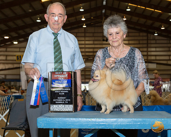Pomeranian #6 Sun BOW BOS Judge Joe Waltson__JJ_7612_Humble2019-HR3