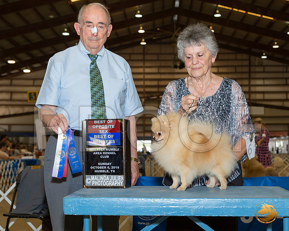 Pomeranian #6 Sun BOW BOS Judge Joe Waltson__JJ_7613_Humble2019-HR3