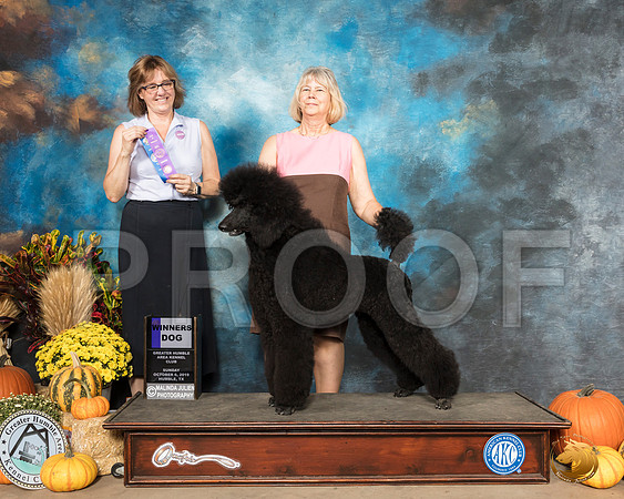 Poodle Std #9 Sun WD Judge Grace Fritz__SR_0226_Humble2019-HR3