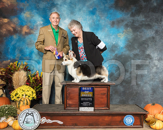Pembroke Welsh Corgi #6 Sat BOB Judge Christopher Neale__SR_9839_Humble2019-HR3
