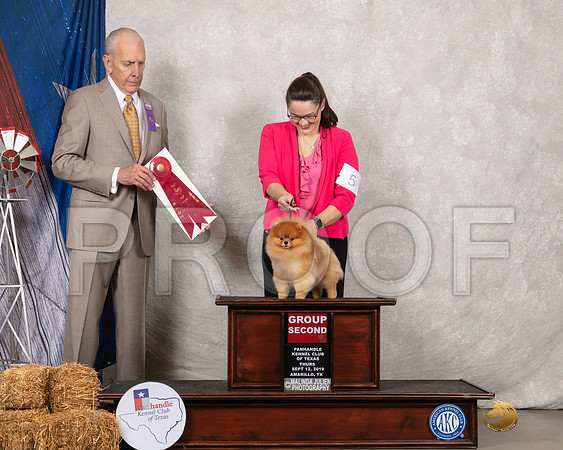 Pomeranian #5 Thurs G2 Judge Robert Hutton-_SR_8617-HR3