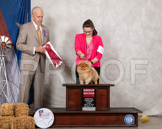 Pomeranian #5 Thurs G2 Judge Robert Hutton-_SR_8618-HR3