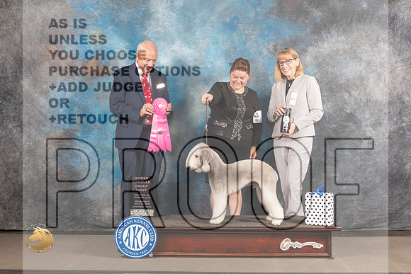 Bedlington Terrier #5 Weddd OHG1 Judge Gary Sackett_MJ_2878_Houston_2022_HR3