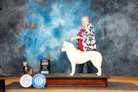 Siberian Husky #6 Sat BOB Judge Karen Hynek