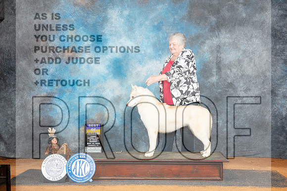 Siberian Husky #6 Sat BOB Judge Karen Hynek__JP_8654_MARSHALL_2024_HR3