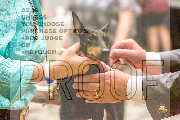 Manchester Terrier MTOY Candids-JJL_2088-Hstn2022_HR3