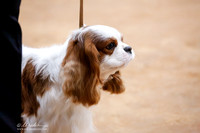 Cavalier King Charles Spaniel Sat Ring