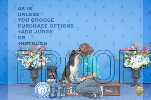 Australian Shepherd #10 THUR NTR HIC Judge __JP_9450_Houston_2024_HR3