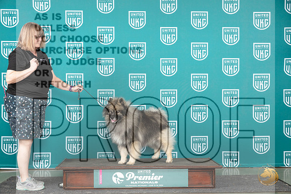 Keeshond Miles__JP_2837_Premier_2024_HR3