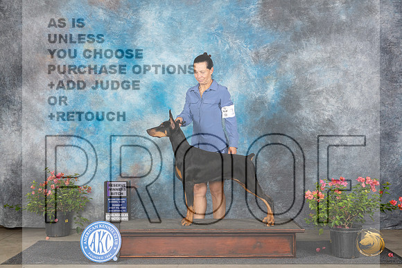 Doberman Pinscher #14 Sun RWB Judge Karen McFarlane__JP_5941_San Antonio_2024_HR3