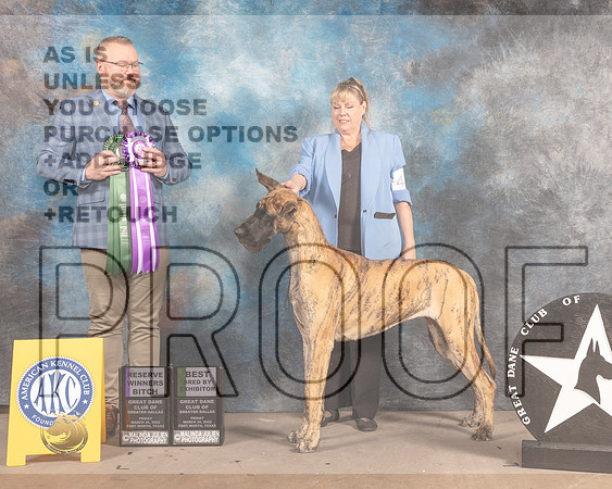 Great Dane #42 Fri RWBBBE Judge Jason Hoke-MMJ_7005-FW2022-HR3