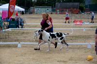 *Ringside Longview WA 2024 Great Dane #381