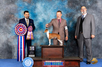 Italian Greyhounhd #25 WED BOB Judge Joao Machado
