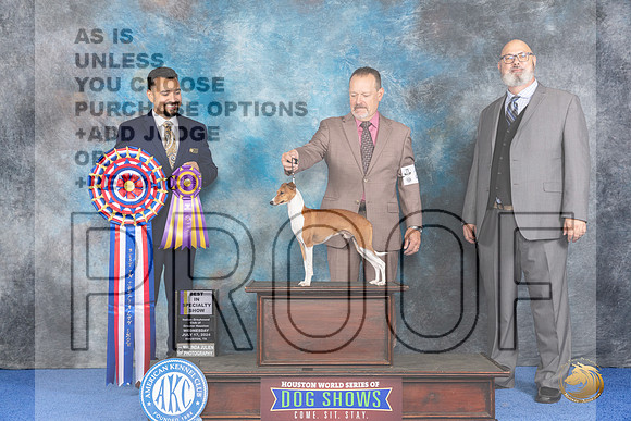 Italian Greyhounhd #25 WED BOB Judge Joao Machado__JP_6622_Houston_2024_HR3