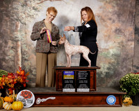 American Hairless Terrier #10 Sat BOB Judge Pat Hastings