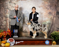 Australian Shepherd #7 Sat AOH1st Judge Donnelle Richards