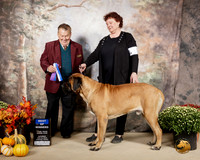 Mastiff #11 Sat BOW Judge Del Richards