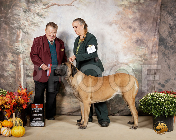 Mastiff #8 Sat BOS Judge Del RIchards__SR_0407-Cntn2019-HR3