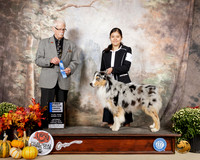 Australian Shepherd #7 Sat AOH1st Judge Robert Frost