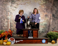 Boston Terrier #11 Sat BOW Maj Judge Donnell Richards