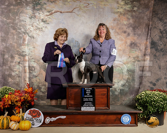 Boston Terrier #11 Sat BOW Maj Judge Donnell Richards__SR_0445-Cntn2019-HR3
