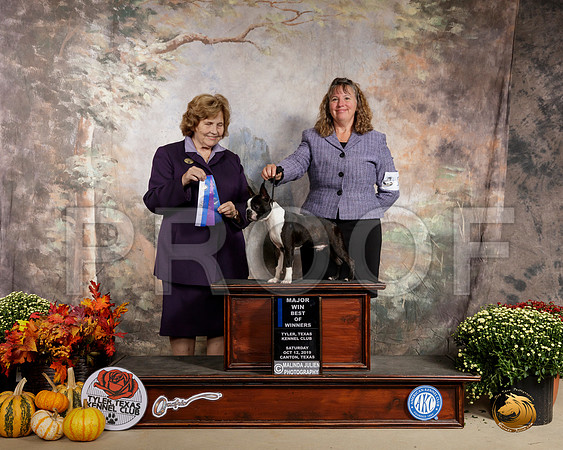 Boston Terrier #11 Sat BOW Maj Judge Donnell Richards__SR_0447-Cntn2019-HR3
