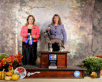 Chinese Crested #9 Sat BOW Judge Janet Turnage Nahikian