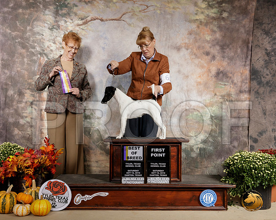 Smooth Fox Terrier #6 Sat BOB Judge Pat Hastings__SR_0470-Cntn2019-HR3