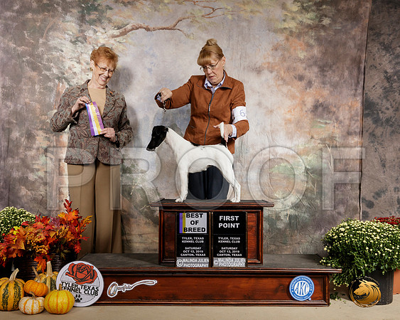 Smooth Fox Terrier #6 Sat BOB Judge Pat Hastings__SR_0470-Edit-Cntn2019-HR3
