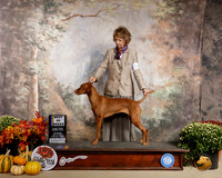 Vizsla #16 Sat BOB