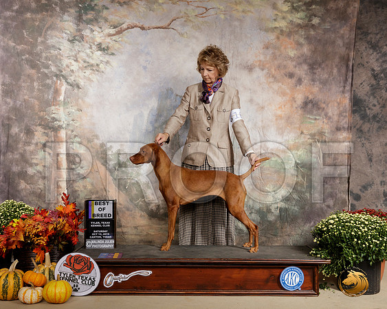 Vizsla #16 Sat BOB __SR_0464-Cntn2019-HR3