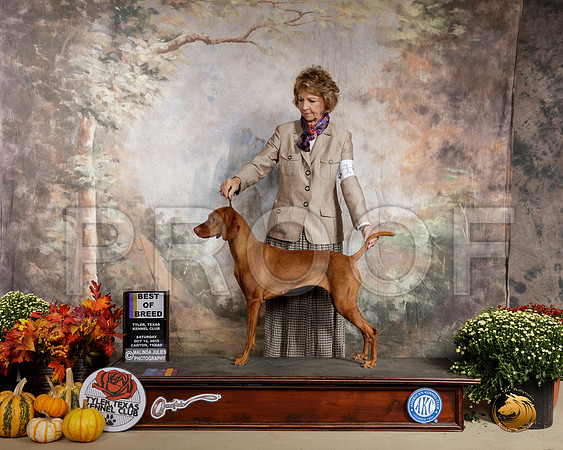 Vizsla #16 Sat BOB __SR_0467-Cntn2019-HR3