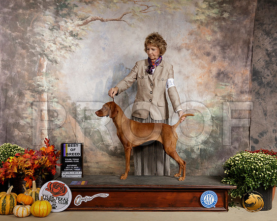 Vizsla #16 Sat BOB __SR_0467-Edit-Cntn2019-HR3