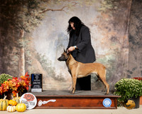 Belgian Malinois #8 Sat BOW Maj Judge Donnell Richards