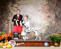 Dalmatian #6 Sat BOB