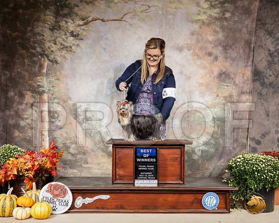 Yorkshire Terrier #9 Sat BOW Judge Janet Turnage Nahikian__SR_0524-Cntn2019-HR3