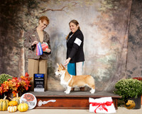 Pembroke Welsh Corgi #9 Sat BOW Judge Pat Hastings