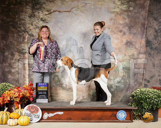 Treeing Walker Coonhound #6 Sat BOB__SR_0535-Cntn2019-HR3