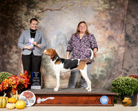 Treeing Walker Coonhound #8 Sat BOW Maj