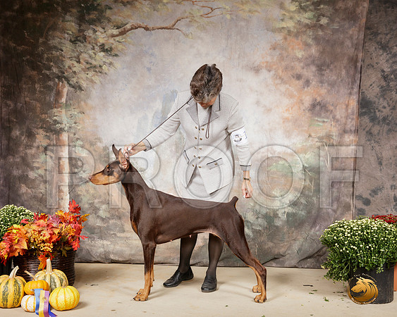 Doberman Pinscher #10 Sat BOB RESHOOT__SR_0559-Cntn2019-HR3