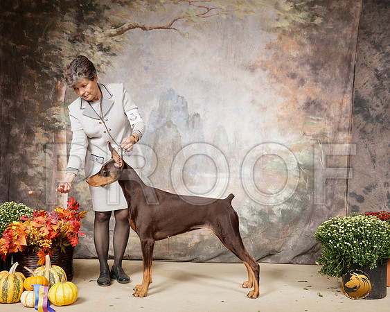 Doberman Pinscher #10 Sat BOB RESHOOT__SR_0564-Cntn2019-HR3