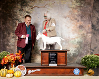 Miniature Bull Terrier #6 Sat OHG1 Judge Del Richards