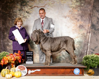 Neopolitan Mastiff #5 Sat G4 Judge Donnell Richards