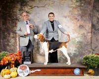 Treeing Walker Coonhound #6 Sat OHG1 Judge Dr Donald Gill