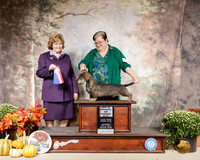 Dachshund Wire #8 Sat BOW WB Judge Donnell Richards