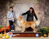 Golden Retriever #31 Sat BOW Judge Sue Goldberg