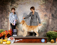 Golden Retriever #40 Sat WB Judge Sue Goldberg